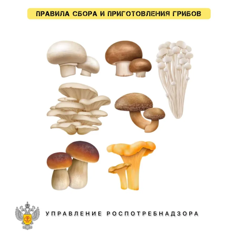 Правила сбора и приготовления грибов